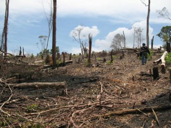 Deforestasi Terburuk, Indonesia Susul Brazil